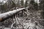 Sorvortanselka