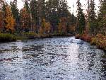 Jauru