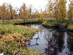 Keskihaara