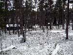 vieriharju