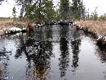 keskihaara