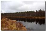 nuorttijoki