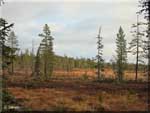 kevatvuotso